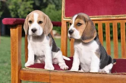 štěňata beagle