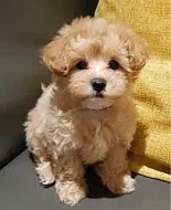 Maltipoo - úžasná štěňata jsou nyní k dispozici