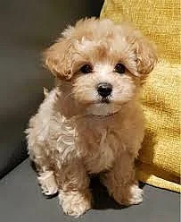 Maltipoo - úžasná štěňata jsou nyní k dispozici