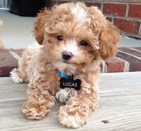 Maltipoo - úžasná štěňata jsou nyní k dispozici