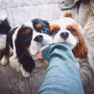 Kavalír King Charles španěl