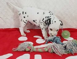 Dalmatinská štěňata