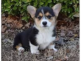Pembroke welsh corgi štěňata