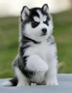 zdravá štěňátka sibiřského husky