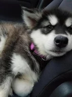 zdravá štěňátka sibiřského husky