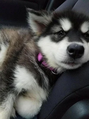 zdravá štěňátka sibiřského husky