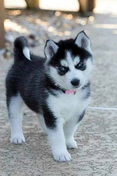 zdravá štěňátka sibiřského husky