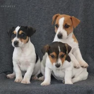 Nádherná štěňátka jack russell