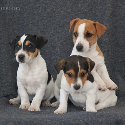 Nádherná štěňátka jack russell