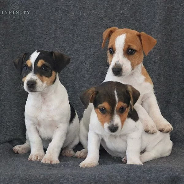 Nádherná štěňátka jack russell