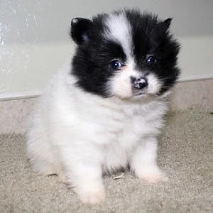 K dispozici jsou krásná štěňátka z pomeranianů
