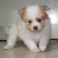 K dispozici jsou krásná štěňátka z pomeranianů