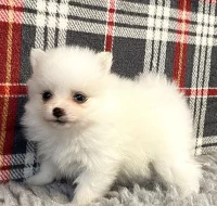 K dispozici jsou krásná štěňátka z pomeranianů