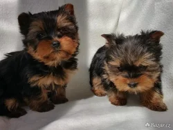 Úžasná štěňátka šálku Yorkie