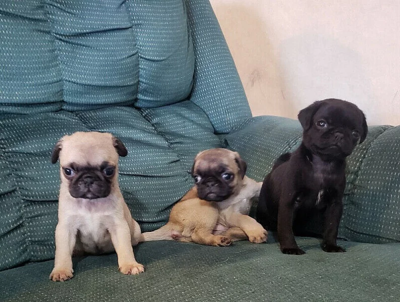 Mops štěňata
