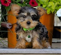 Super roztomilá štěňata Yorkie