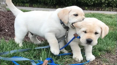 Okouzlující štěňata labradorského retrívra