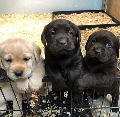 Okouzlující štěňata labradorského retrívra