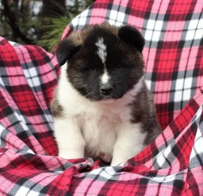 Úžasná americká štěňata Akita