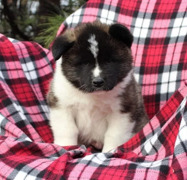 Úžasná americká štěňata Akita
