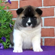 Úžasná americká štěňata Akita