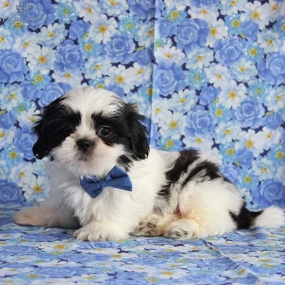 rozkošná štěňata shih tzu