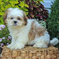 rozkošná štěňata shih tzu