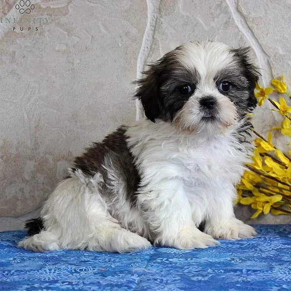 rozkošná štěňata shih tzu