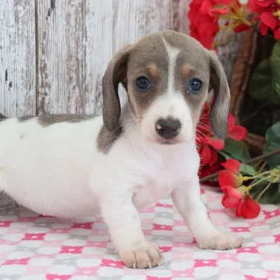 hladkosrstá štěňata jezevčíka