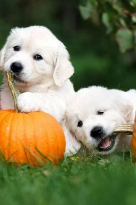 kvalitní štěňata zlatého retrívra