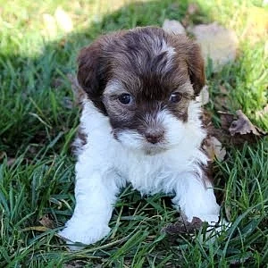 Zdravá štěňata havanská