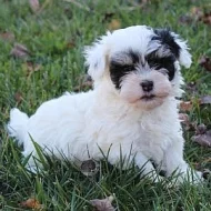 Zdravá štěňata havanská