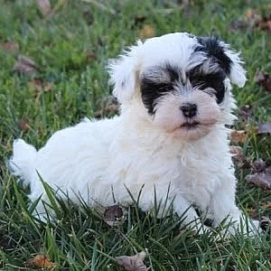 Zdravá štěňata havanská