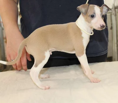 štěňata italského chrta