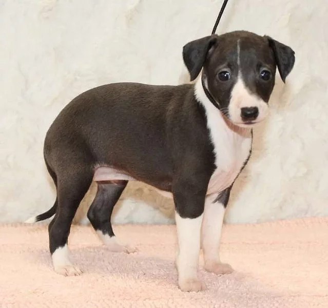 štěňata italského chrta