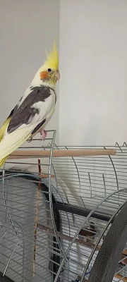 Darujeme mladého samečka korely chocholaté