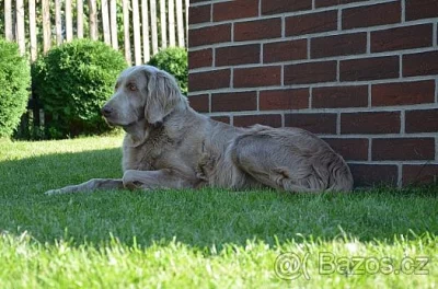 Přijímáme rezervace na štěňata VOD