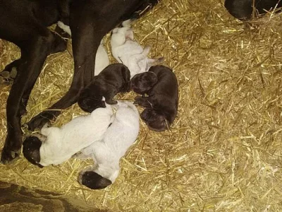 Prodám štěňata německého krátkosrstého ohaře