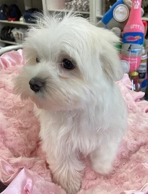 Maltézský psík s PP