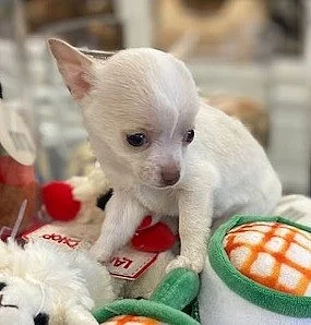 Registrovaná čivava štěňata