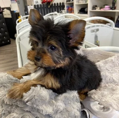 Yorkshire Terrier štěňata