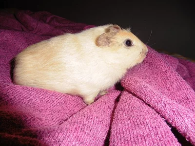 Morčátko, kluk, 6 týdnů