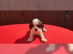 Krásná štěňata kavalíra bez PP