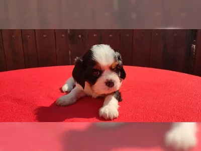 Krásná štěňata kavalíra bez PP