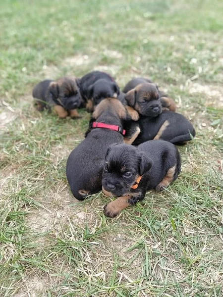 Štěňata border terier s PP- poslední pes