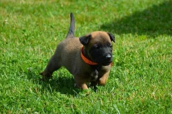 Štěňata belgického ovčáka s PP