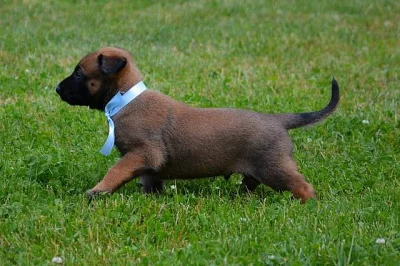 Štěňata belgického ovčáka s PP