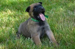 Štěňata belgického ovčáka s PP