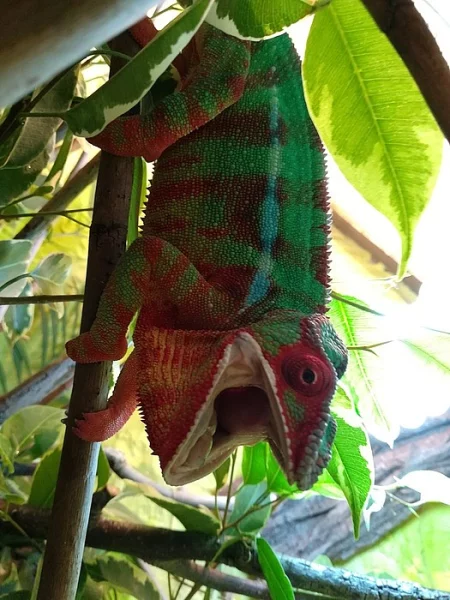 chameleon