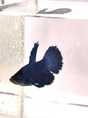 Betta splendens